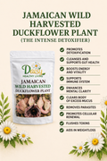 JAMAICAN DUCKFLOWER PLANT