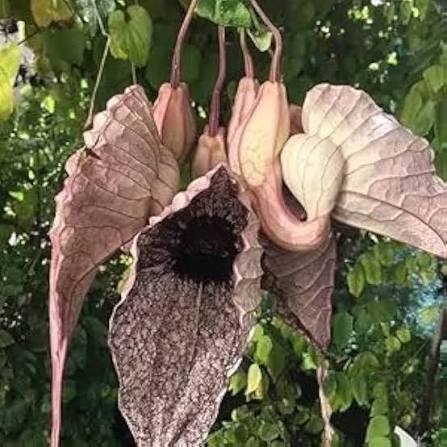 JAMAICAN DUCKFLOWER PLANT